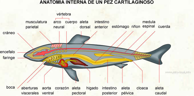 Anatomia interna de un pez cartilaginoso